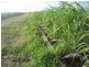 Home Hill QLD 4806