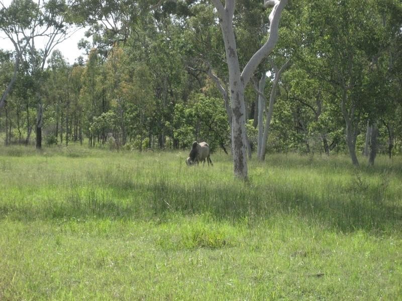 Majors Creek QLD 4816