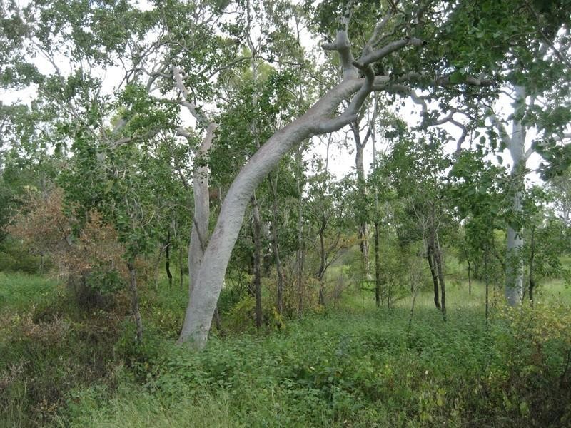 Majors Creek QLD 4816