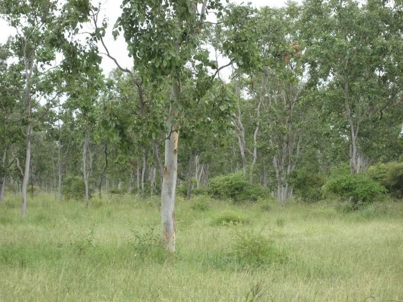Majors Creek QLD 4816