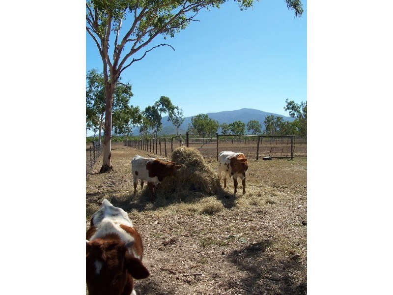 Majors Creek QLD 4816