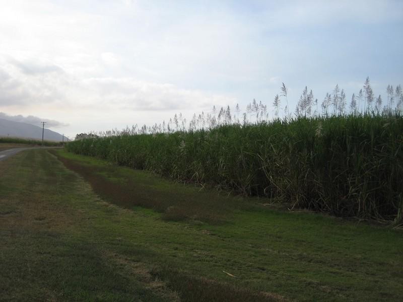 143 Pilchowski Road, Giru QLD 4809