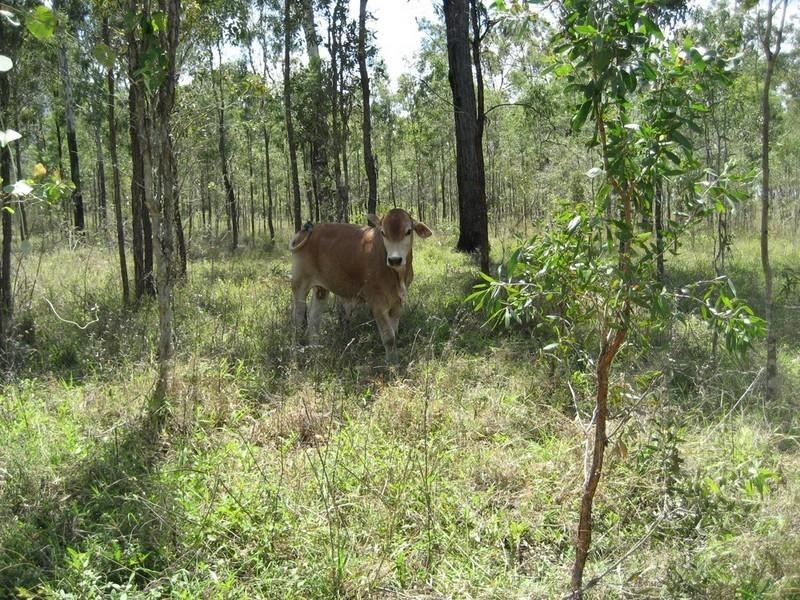 Majors Creek QLD 4816