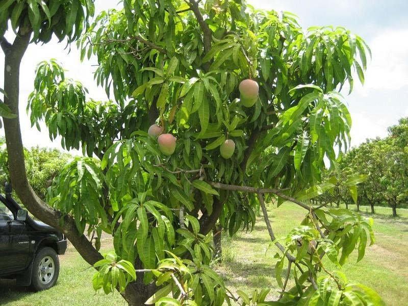 Horseshoe Lagoon QLD 4809
