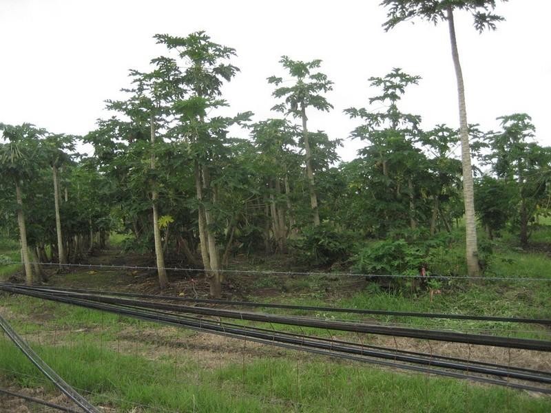 Mount Surround QLD 4809