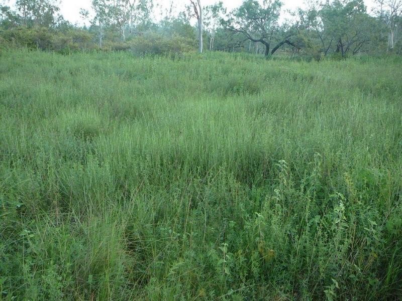 Majors Creek QLD 4816