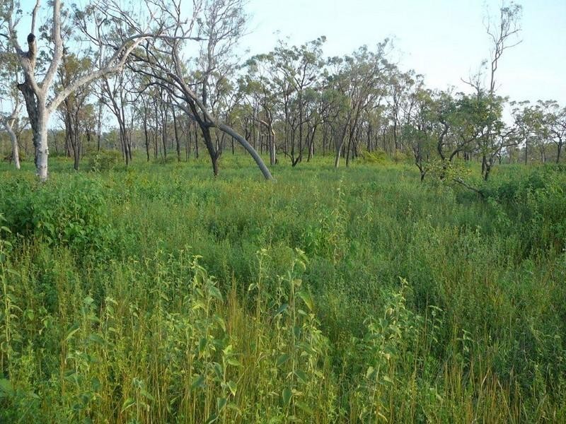 Majors Creek QLD 4816