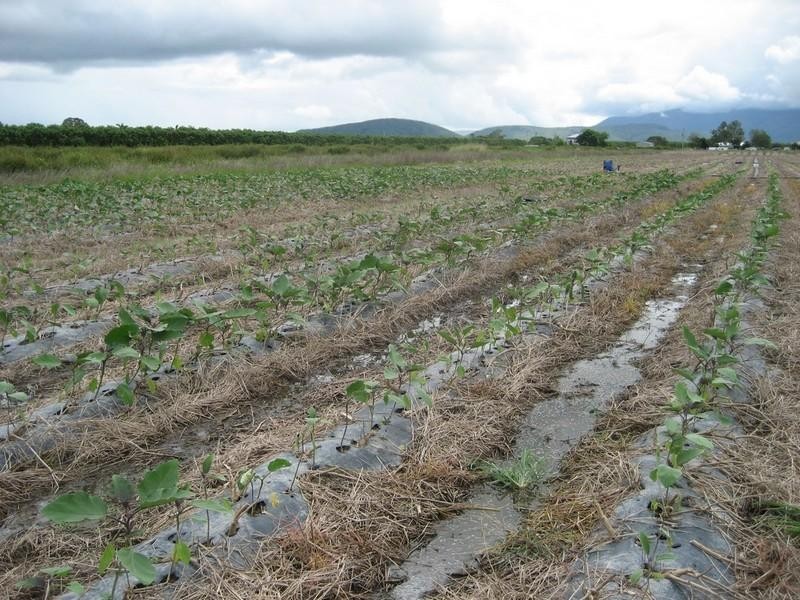 Horseshoe Lagoon QLD 4809