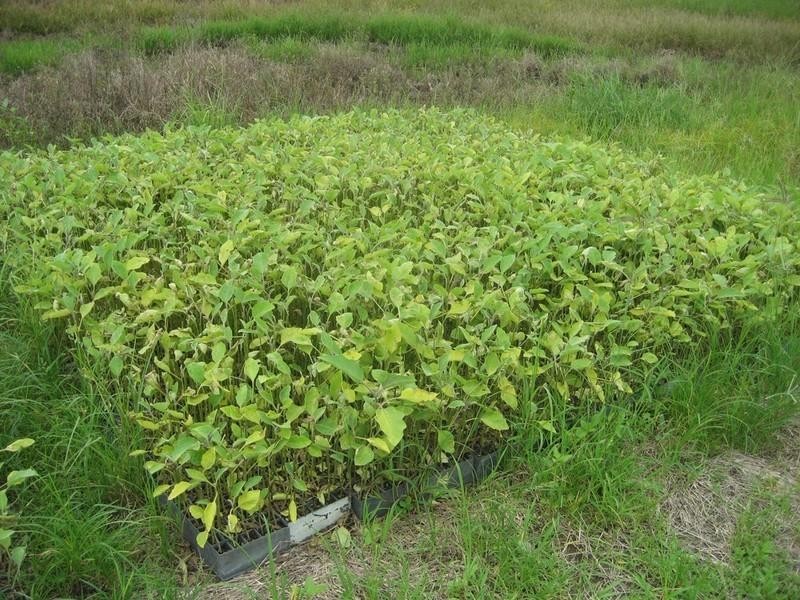 Horseshoe Lagoon QLD 4809