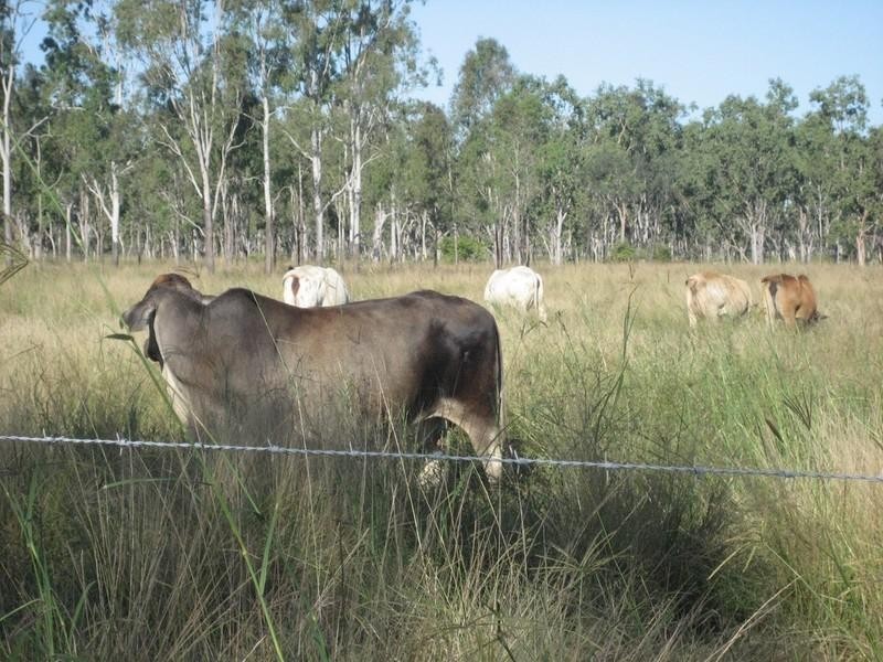 Majors Creek QLD 4816