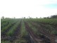 Home Hill QLD 4806