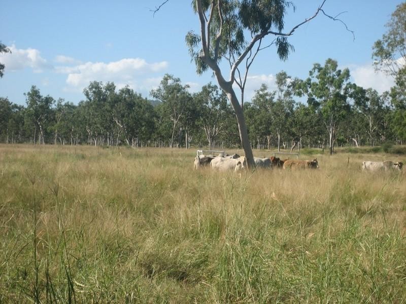 Majors Creek QLD 4816