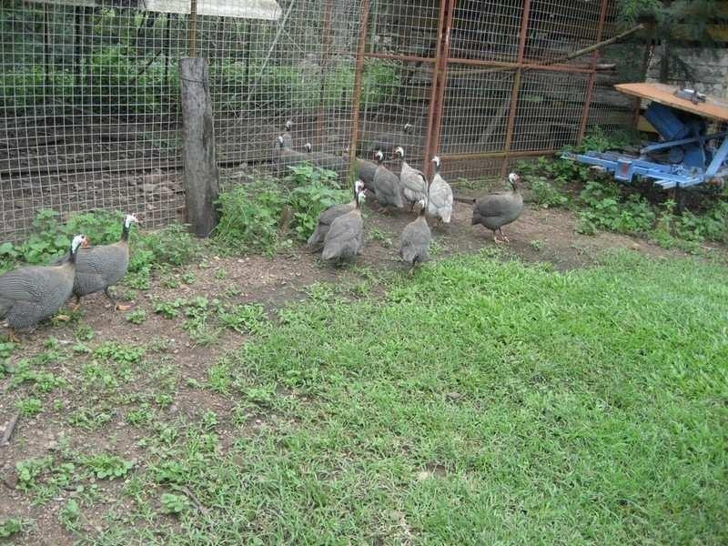 Mount Surround QLD 4809