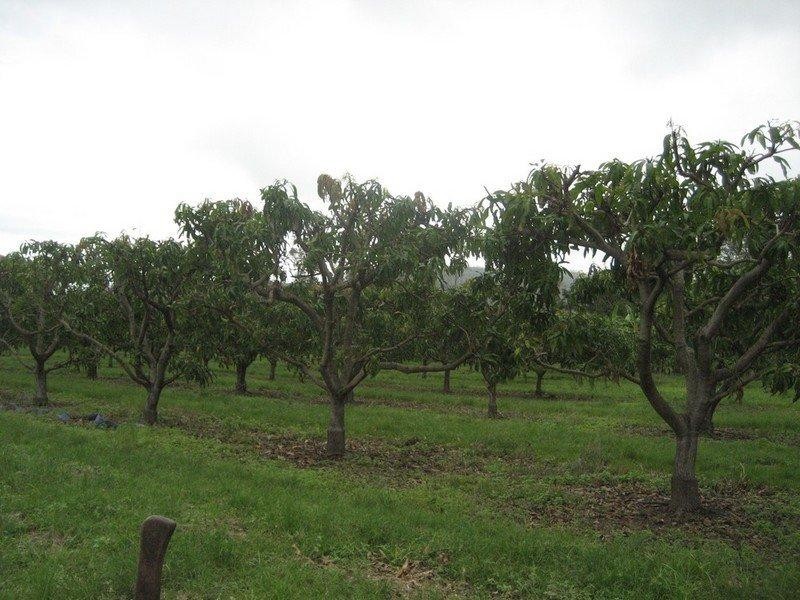 Mount Surround QLD 4809