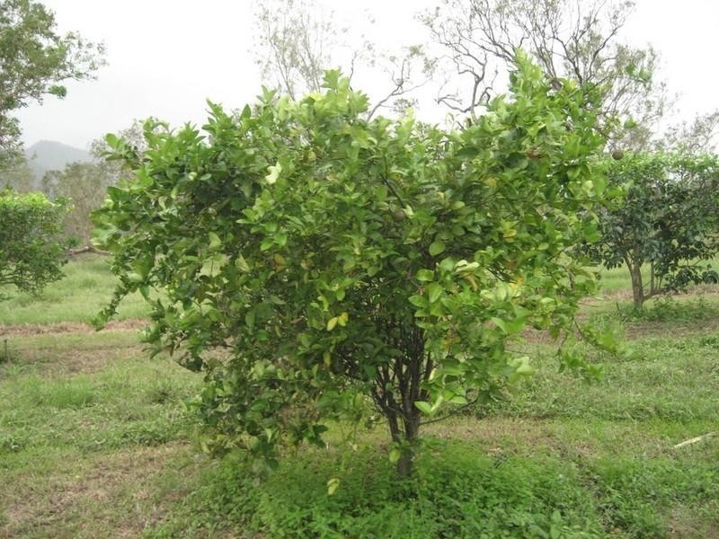 Mount Surround QLD 4809