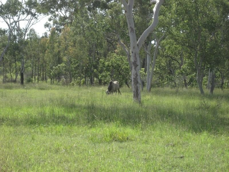 Majors Creek QLD 4816