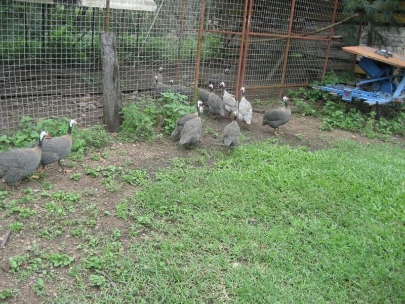 Mount Surround QLD 4809