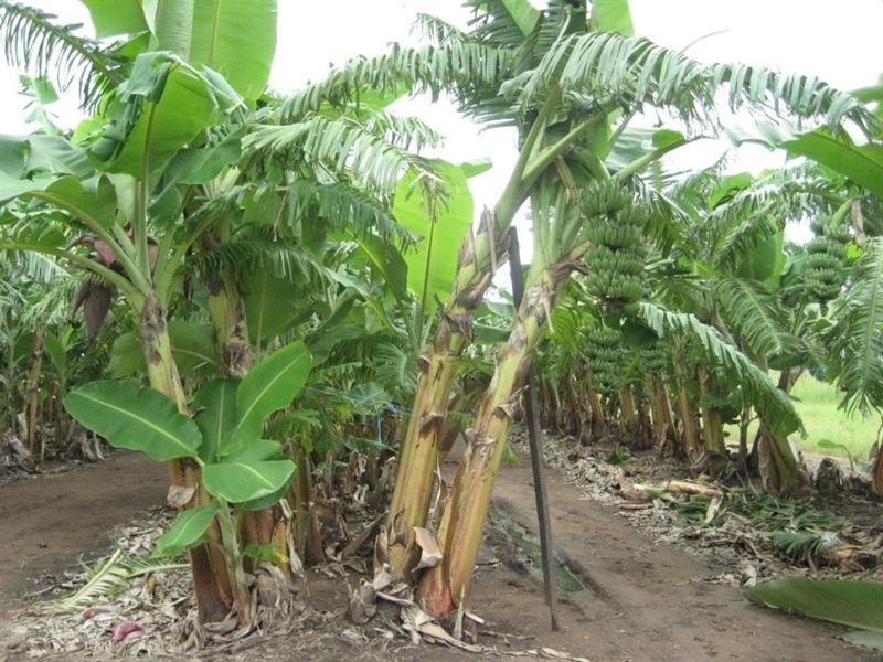 Mount Surround QLD 4809