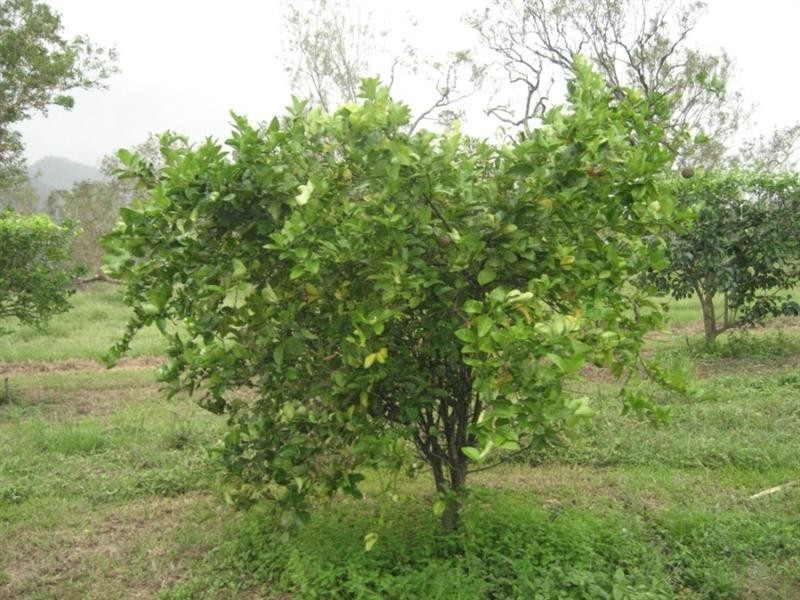 Mount Surround QLD 4809