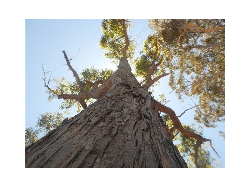 L2585 South Glencoe, Katanning WA 6317