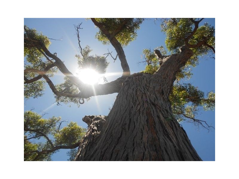 L2585 South Glencoe, Katanning WA 6317