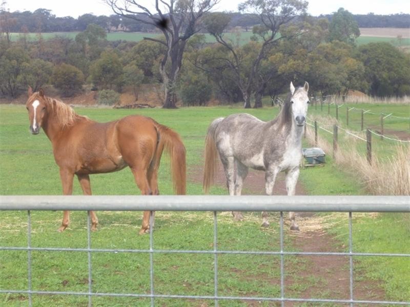 231 Gibney Road, Katanning WA 6317