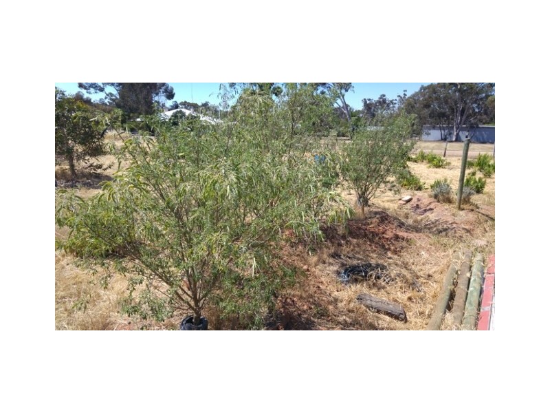 20 Jewel Street, Broomehill WA 6318