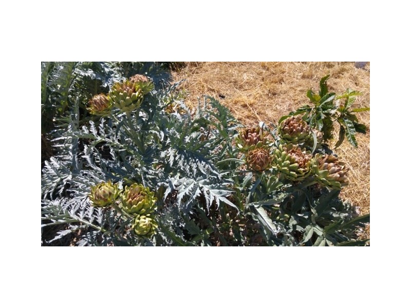 20 Jewel Street, Broomehill WA 6318