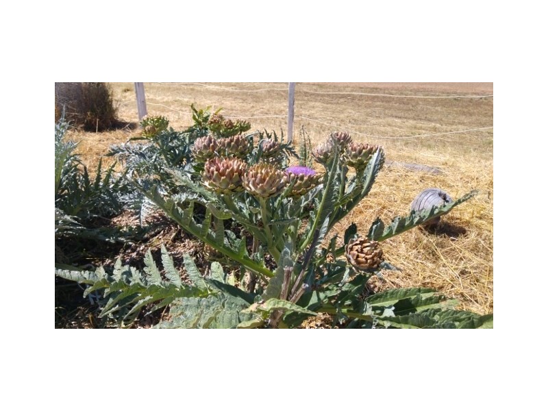 20 Jewel Street, Broomehill WA 6318