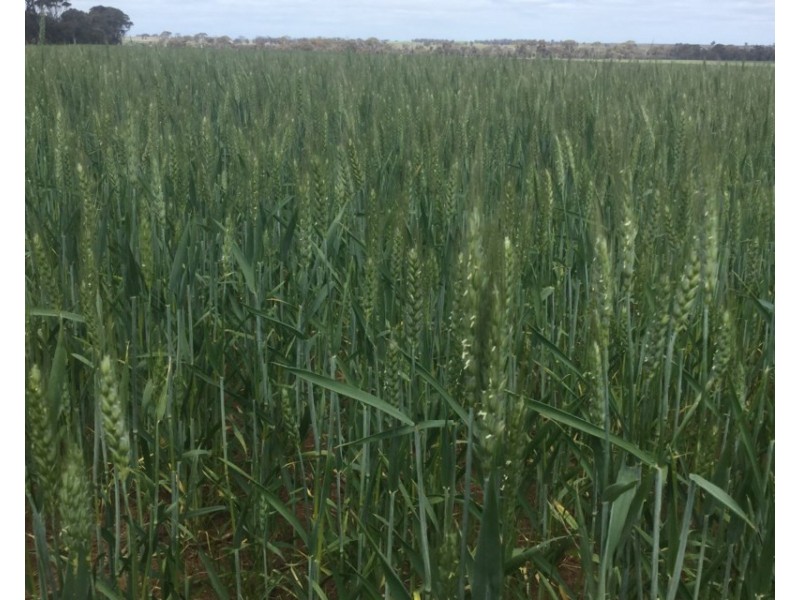 Lot 3174 Stott Road, Katanning WA 6317