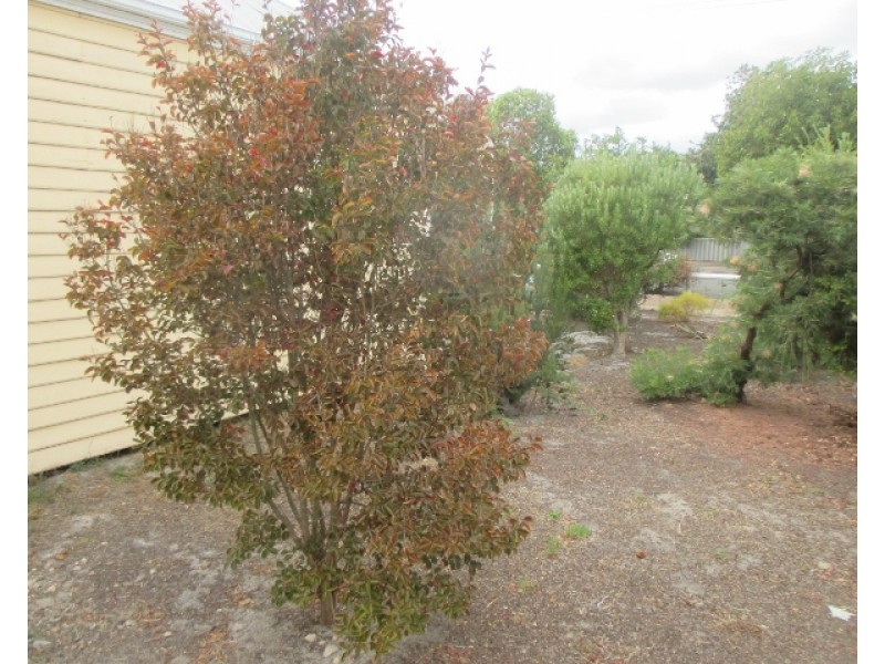 20 Broome Street, Katanning WA 6317