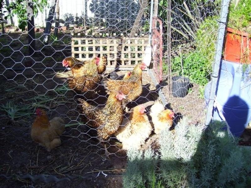 46 Ventnor Street, Wagin WA 6315