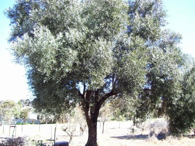 126 Albany Highway, Kojonup WA 6395