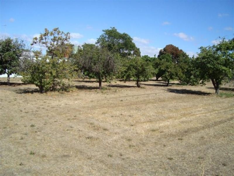 50 Arbour Street, Katanning WA 6317