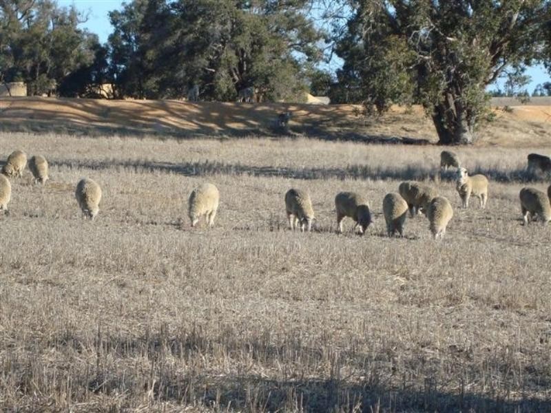 Lot 2204 cnr Flat Rocks Rd and Etna Road, Broomehill WA 6318