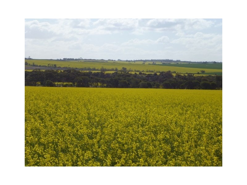 25 George Street, Dumbleyung WA 6350