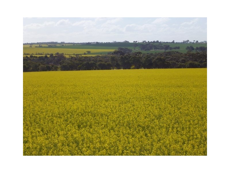 25 George Street, Dumbleyung WA 6350