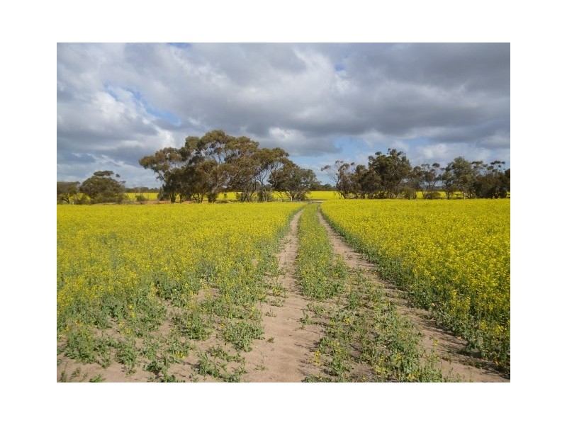 25 George Street, Dumbleyung WA 6350