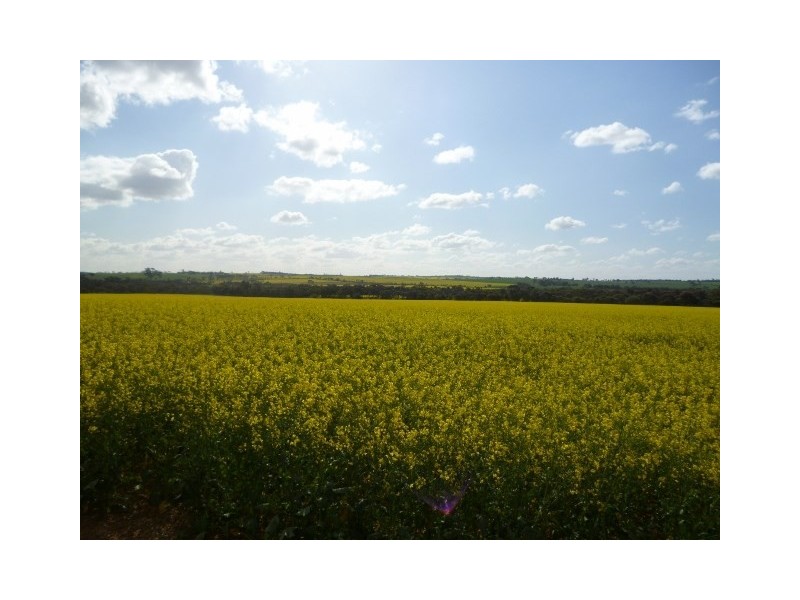 25 George Street, Dumbleyung WA 6350