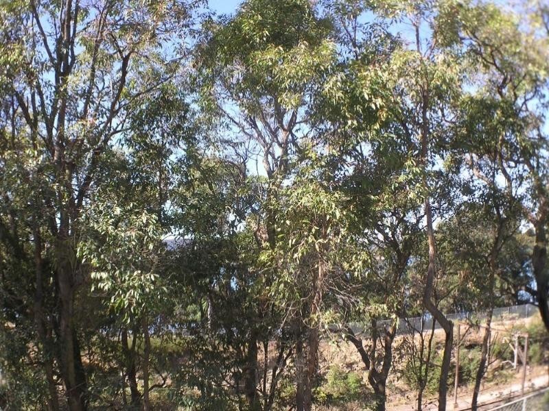 2 Jindalee Avenue, Point Clare NSW 2250