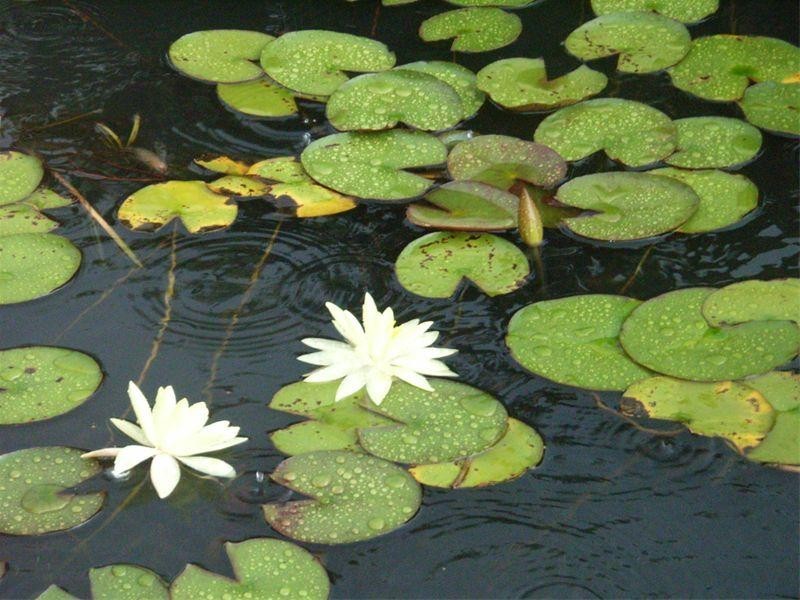 Wagga Wagga NSW 2650