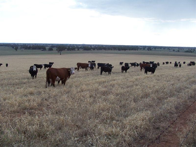 Culcairn NSW 2660