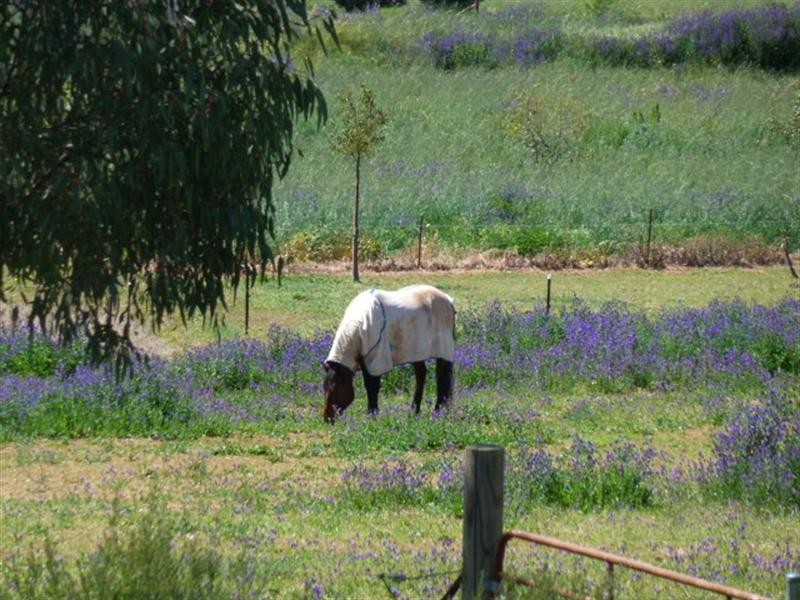 11 Eugene Avenue, Wagga Wagga NSW 2650