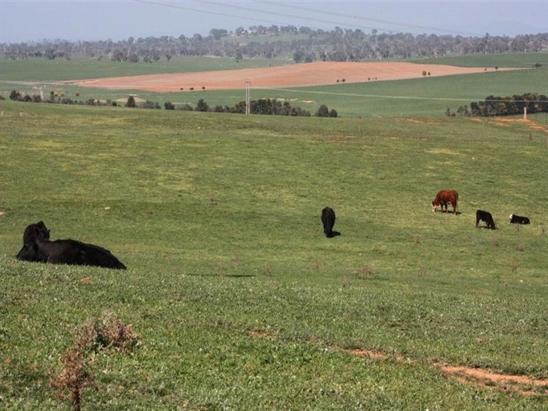Lot 112 Dog Trap Road, Yass NSW 2582