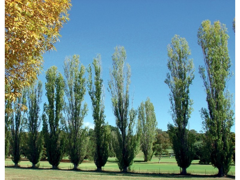 1 Merriman Drive, Yass NSW 2582