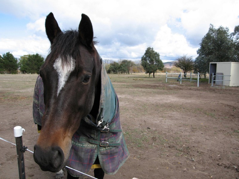 32 Elmslea Drive, Bungendore NSW 2621