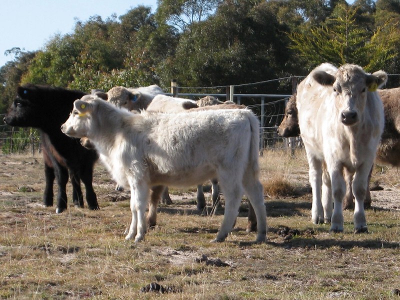 628 Mulloon Road, Bungendore NSW 2621