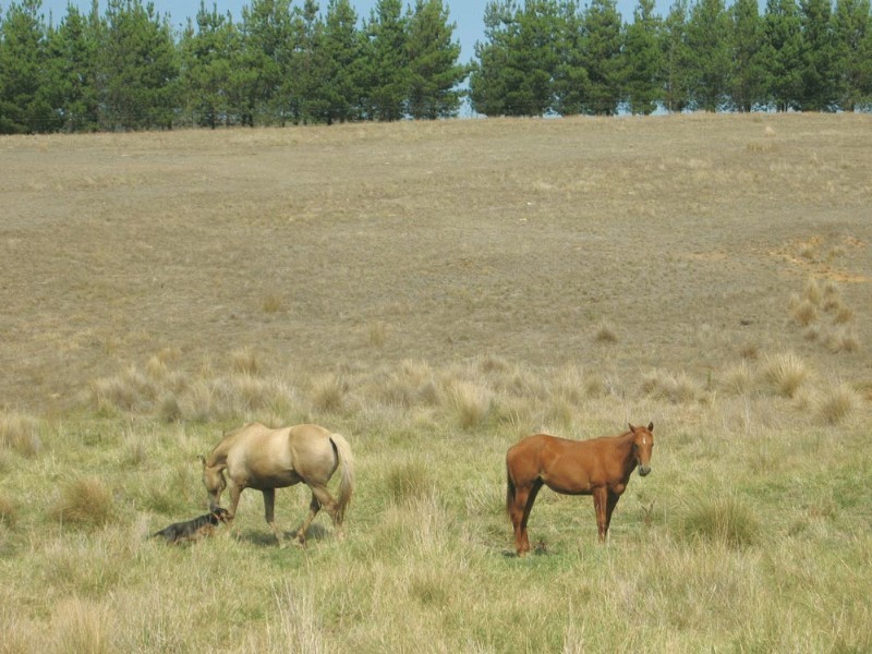13 Woolshed Lane, Bungendore NSW 2621