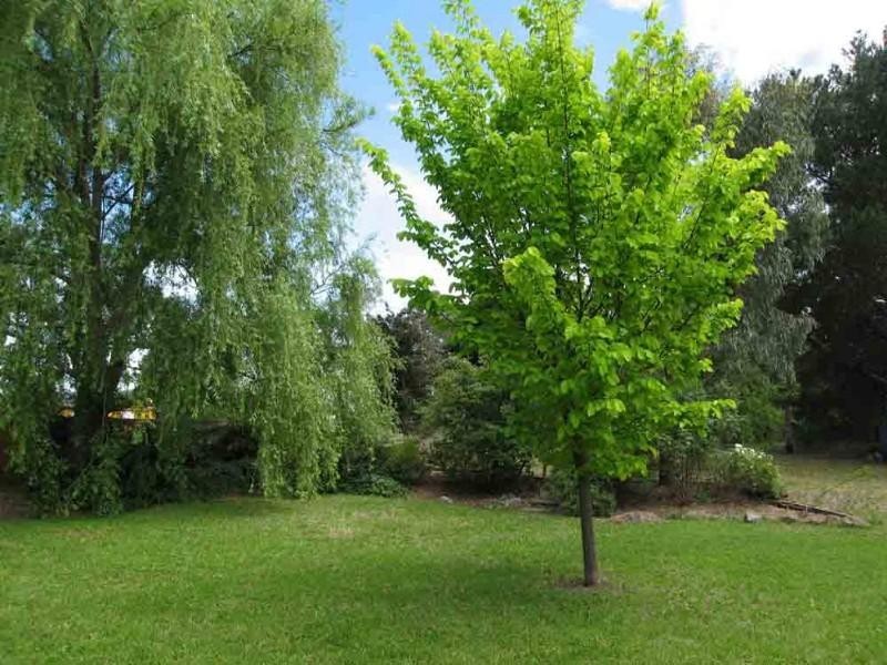 36B Gibraltar Street, Bungendore NSW 2621