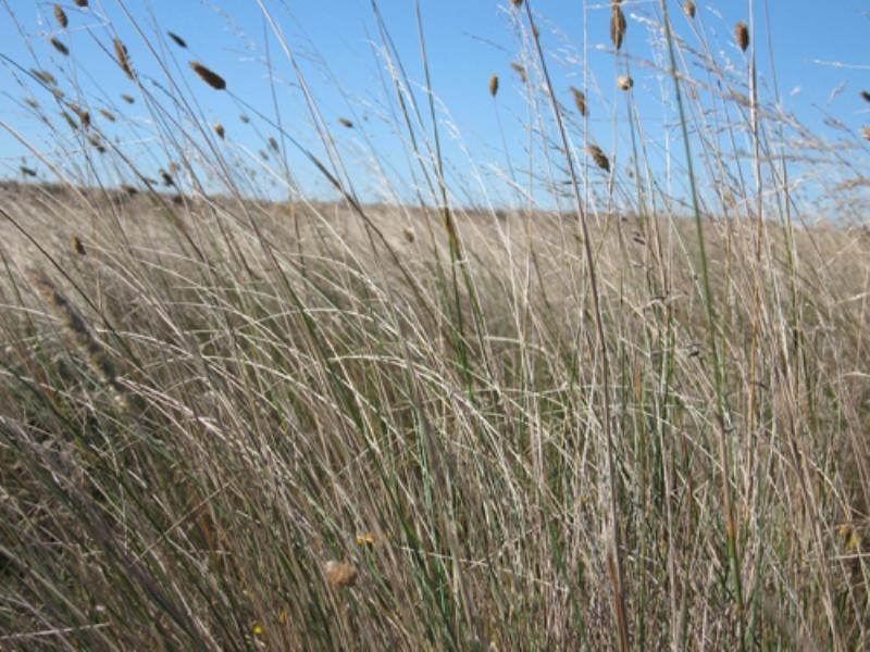 Lot 11 Roseview Estate, Tarago NSW 2580